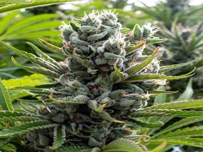 Amplia selección de resinas premium para compradores profesionales con CBD hash wholesale