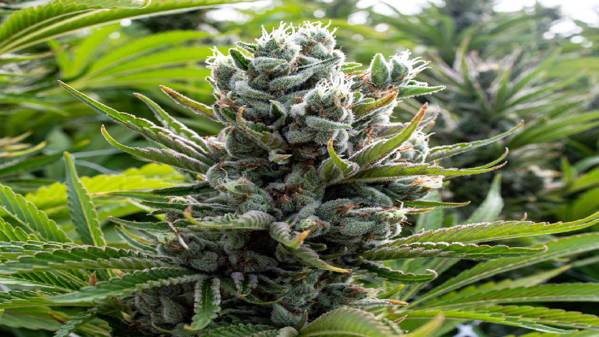 Amplia selección de resinas premium para compradores profesionales con CBD hash wholesale