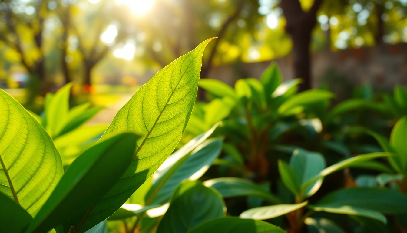 Kratom leaves displayed vividly, showcasing their vibrant color and rich textures in a serene garden.