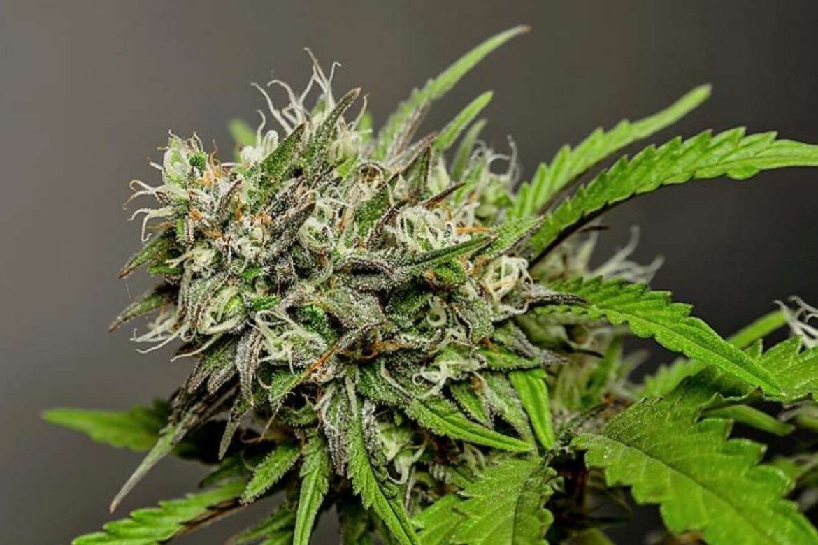 Buy Cannabis Extracts Europe Online – Vape Oils, CBD &amp; THC Products