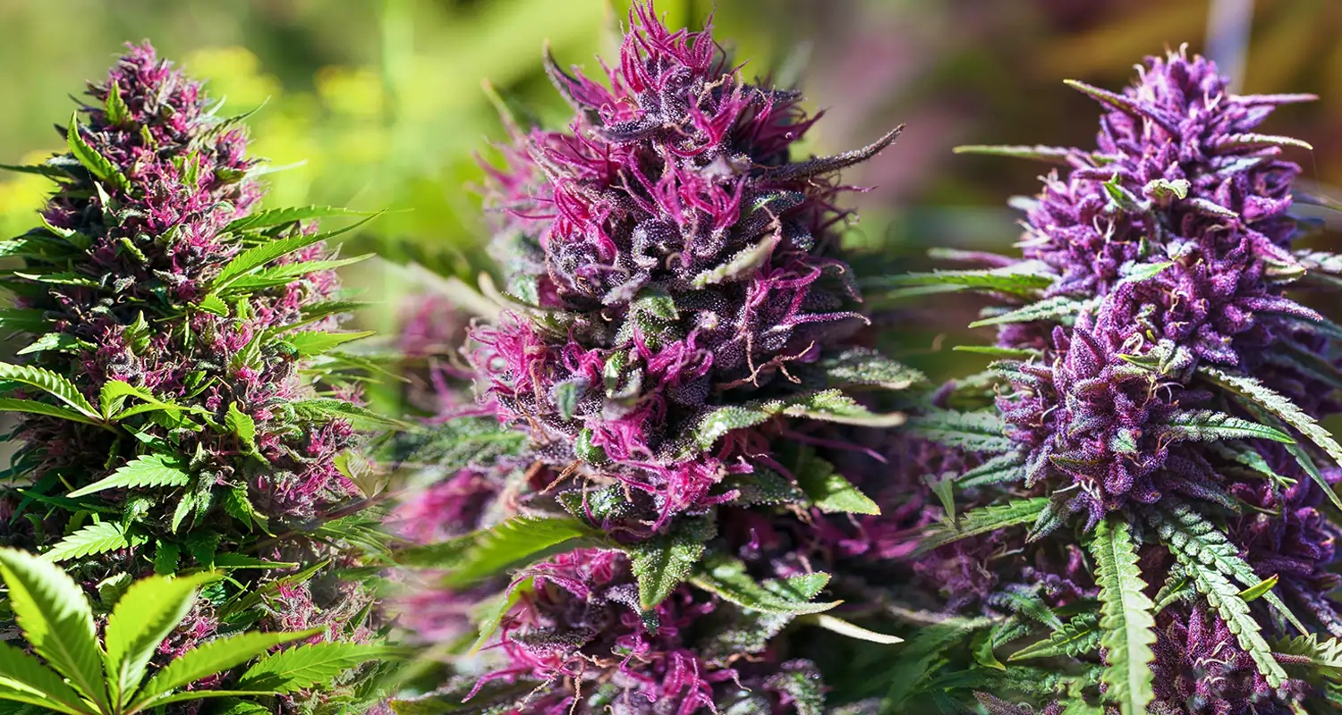Buy Weed Online London – Safe, Discreet, and Legal Options