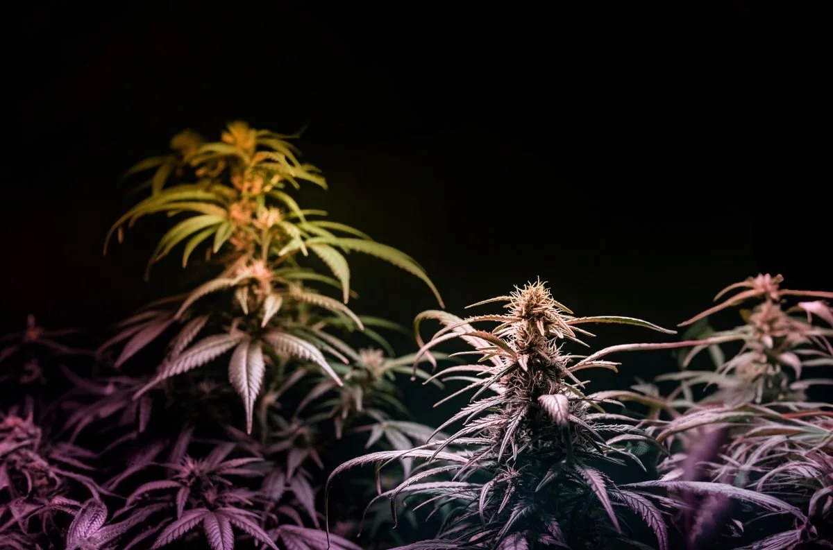 Shop Authentic Jealousy Weed Strain Online with Fast, Secure, and Private Shipping